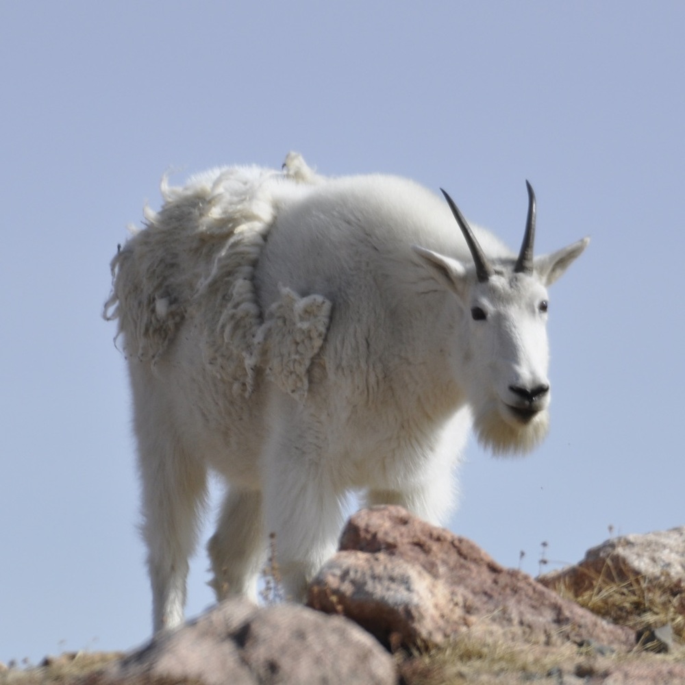 Meet your Posher, Darrell